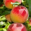 Саженцы персика Снакр - комплект 5 шт.
