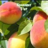 Саженцы персика Советского - комплект 5 шт.