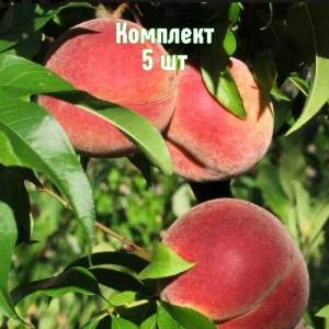 Саженцы персика Стартовый - комплект 5 шт.