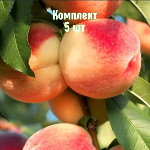 Саженцы персика Ставропольского розового - комплект 5 шт.