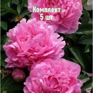 Саженцы пиона Мадам Роза Рандатте - комплект 5 шт.