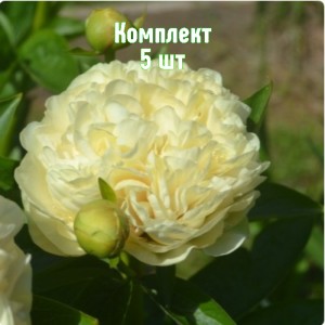 Саженцы пиона Санни Бой - комплект 5 шт.