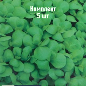 Саженцы портулака огородного Восточная закуска - комплект 5 шт.