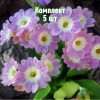 Саженцы примулы Бартл - комплект 5 шт.
