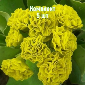 Саженцы примулы Форест Лемон - комплект 5 шт.