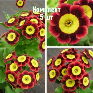 Саженцы примулы Тед Робертс - комплект 5 шт.