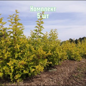 Саженцы пузыреплодника калинолистного Лютеус - комплект 5 шт.