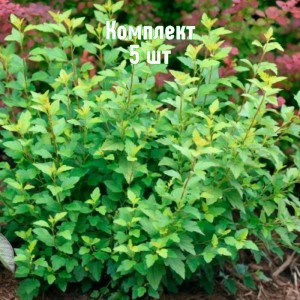 Саженцы пузыреплодника Литл Грини - комплект 5 шт.