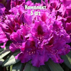 Саженцы рододендрона Азуро - комплект 5 шт.