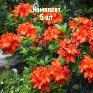 Саженцы рододендрона Баккара - комплект 5 шт.