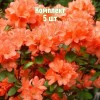 Саженцы рододендрона Гейша Оранж - комплект 5 шт.