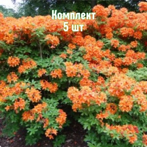 Саженцы рододендрона Голден Игл - комплект 5 шт.