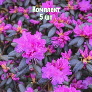 Саженцы рододендрона ПиДжейЭм Элит - комплект 5 шт.