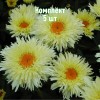 Саженцы ромашки (нивяника) Голдрауш - комплект 5 шт.