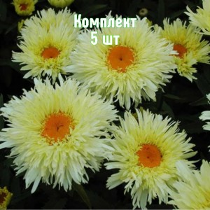 Саженцы ромашки (нивяника) Голдрауш - комплект 5 шт.
