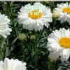 Саженцы ромашки (нивяник) Паладин - комплект 5 шт.
