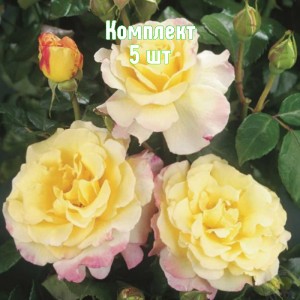 Саженцы розы Акварель (чайно-гибридная) - комплект 5 шт.