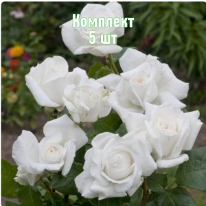 Саженцы розы Аннапюрна (чайно-гибридной) - комплект 5 шт.