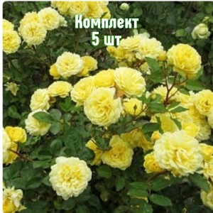 Саженцы розы Анни Дюпрей (шраб) - комплект 5 шт.