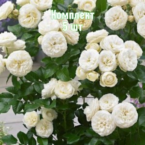 Саженцы розы Артемис (шраб) - комплект 5 шт.