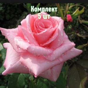 Саженцы розы Эйфелевая башня (чайно-гибридная) - комплект 5 шт.