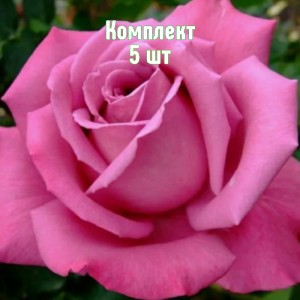 Саженцы розы Гранд Гала (чайно-гибридная розовая) - комплект 5 шт.