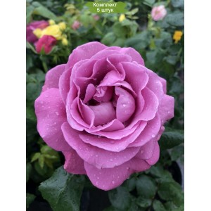 Саженцы шраб розы Хаирлум (Heirloom) -  комплект 5 шт.