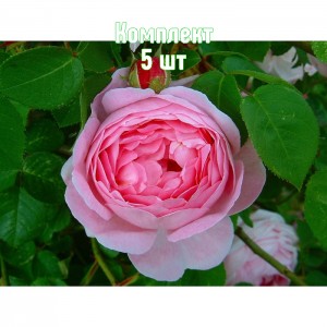 Саженцы розы Констанс (английская) - комплект 5 шт.