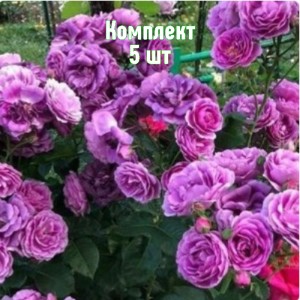 Саженцы розы Минерва (флорибунда) - комплект 5 шт.