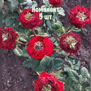 Саженцы розы Монстр (чайно-гибридной) - комплект 5 шт.
