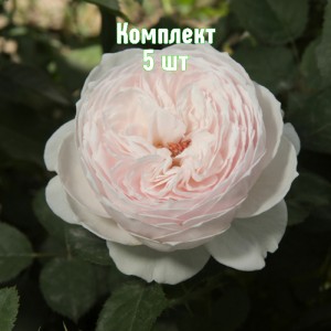 Саженцы розы Принцесса Лиана (флорибунда) - комплект 5 шт.
