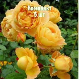Саженцы розы Соломонс Голд (парковая) - комплект 5 шт.