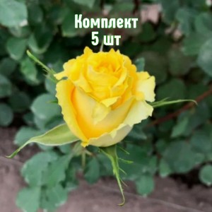 Саженцы розы Таро (чайно-гибридной) - комплект 5 шт.