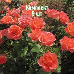 Саженцы розы Вау (чайно-гибридная) - комплект 5 шт.