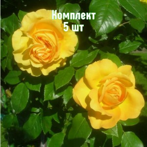 Саженцы розы Желтый остров (чайно-гибридная) - комплект 5 шт.