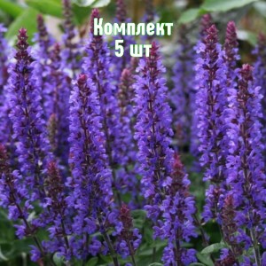 Саженцы шалфея Мерло Блю - комплект 5 шт.