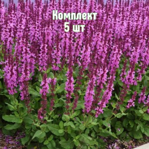 Саженцы шалфея Мерло Роуз Компакт - комплект 5 шт.