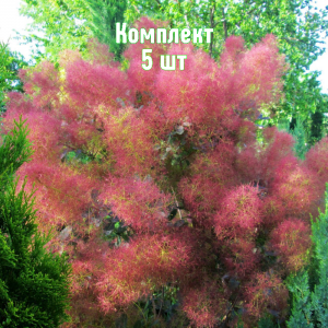Саженцы скумпии Фолис Пурпуреус - комплект 5 шт.