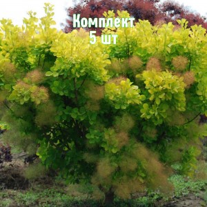 Саженцы скумпии Голден Спирит - комплект 5 шт.