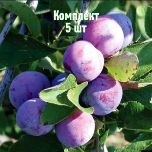Саженцы сливы Баллада - комплект 5 шт.