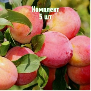 Саженцы сливы Болховчанки - комплект 5 шт.