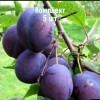 Саженцы сливы Кабардинской ранней - комплект 5 шт.