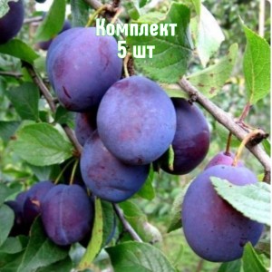 Саженцы сливы Кубанской ранней - комплект 5 шт.