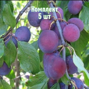 Саженцы сливы Мирной - комплект 5 шт.