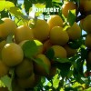 Саженцы сливы Светлана - комплект 5 шт.