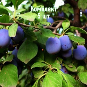 Саженцы сливы Вечерний звон - комплект 5 шт.