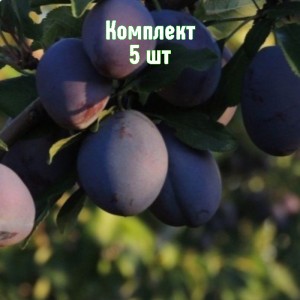Саженцы сливы Венгерка Корнеевская - комплект 5 шт.