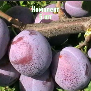 Саженцы сливы Венгерки кубанской - комплект 5 шт.
