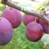 Саженцы сливы Венгерки Пулковской - комплект 5 шт.
