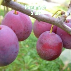 Саженцы сливы Венгерки Пулковской - комплект 5 шт.